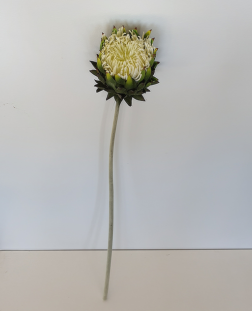Single Stem White Protea Blossoms Flower Boutique